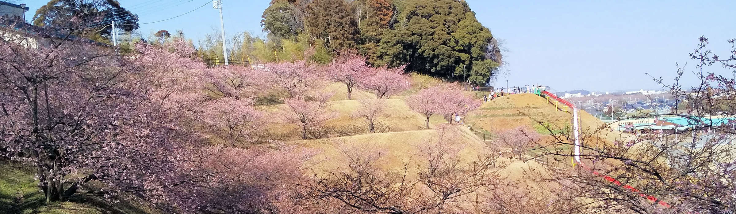 木下貝塚：河津桜